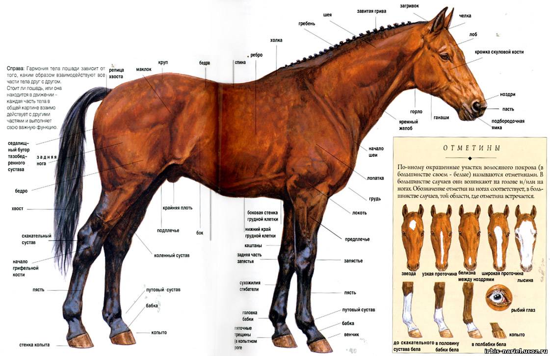 Как называется профессия где лошади. Строение лошади. Части тела лошади названия. Конь строение тела. Строение лошади схема.